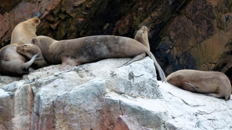 Lobos marinos sudamericanos descansan sobre una roca en las islas Ballestas, frente a la costa de Perú