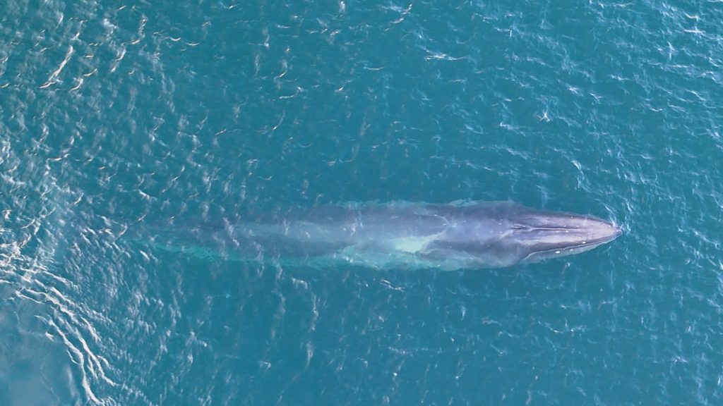 Vista aérea de una ballena sei nadando cerca de la superficie en aguas azules frente a la costa argentina.