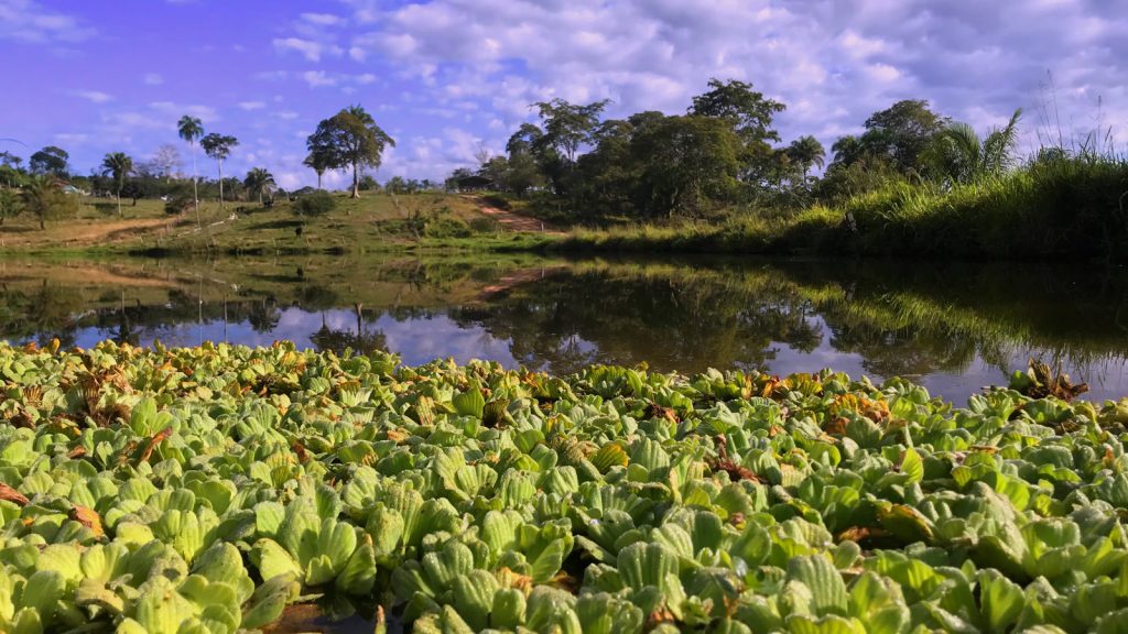 Humedal del Pantanal de Otuquis, en el sureste de Bolivia: una lámina de agua cubierta de plantas flotantes, con palmeras y arbolado bajo al fondo.