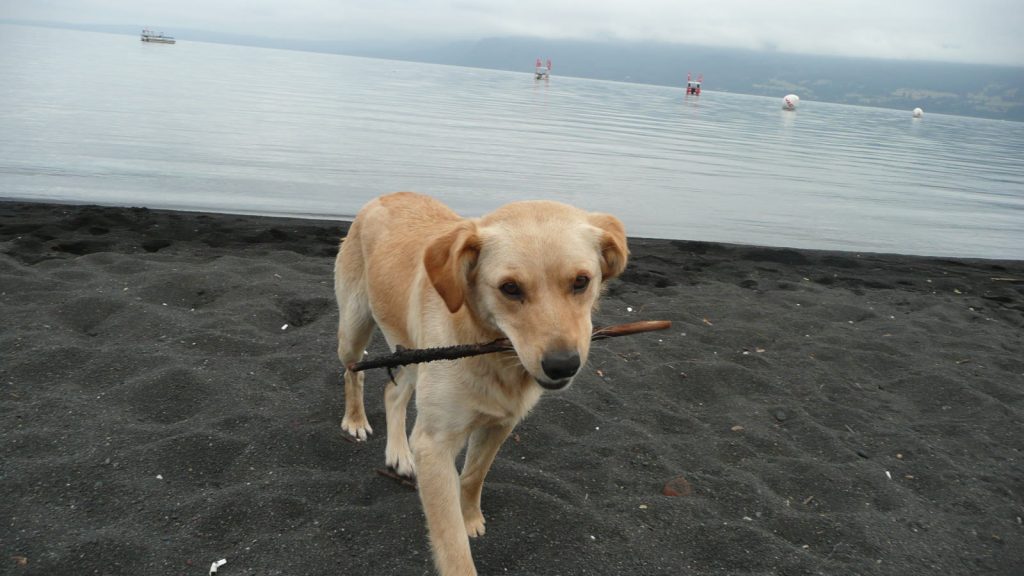 Un perro camina con un palo en el hocico por la playa de arena volcánica del lago Villarrica, en Pucón (Chile).