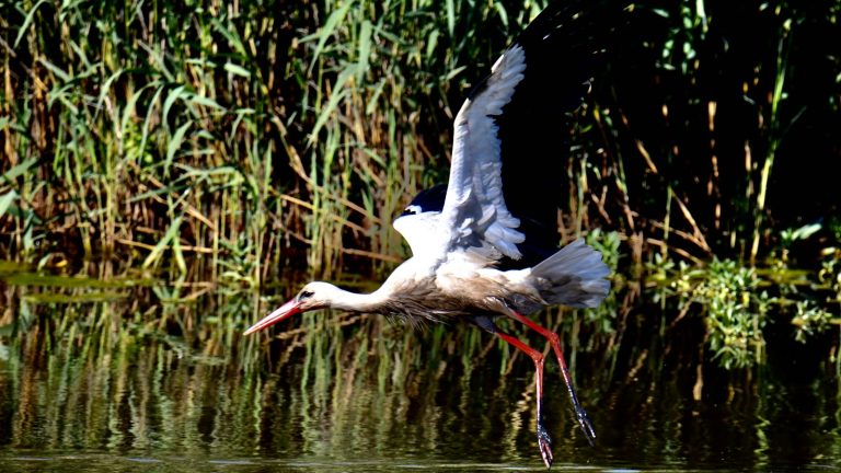 Cigüeña blanca levantando el vuelo sobre el agua de una laguna, con las alas extendidas y un cañaveral al fondo.