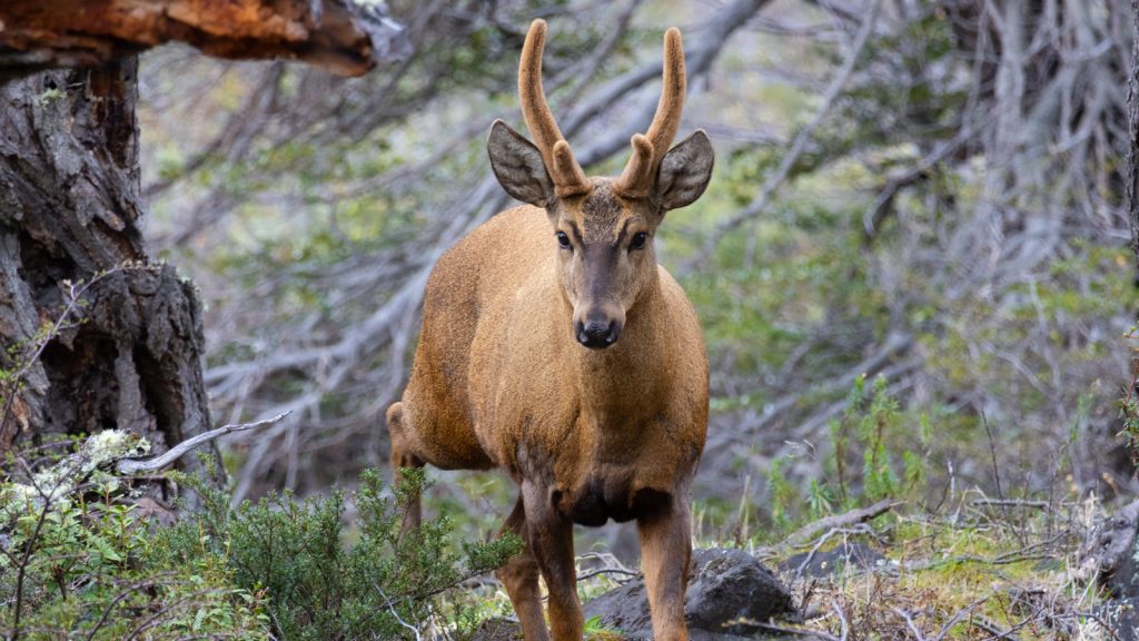 Un huemul macho de pelaje pardo y astas cubiertas de terciopelo mira de frente a la cámara entre arbustos y troncos de un bosque andino.