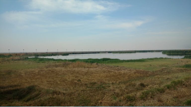 Espejo de agua con aves acuáticas en la Ciénega de San Juan, rodeado de pastizal y carrizo, dentro del Área de Protección de Recursos Naturales Lago de Texcoco