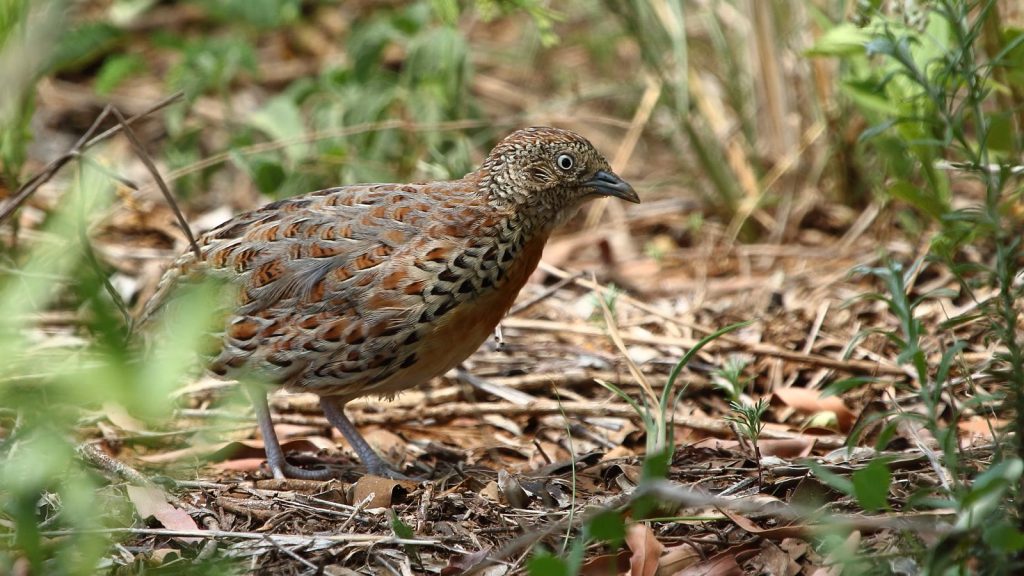 Torillo (Turnix sylvaticus) caminando entre hojarasca y hierba baja, con el plumaje moteado en tonos pardos y rojizos.